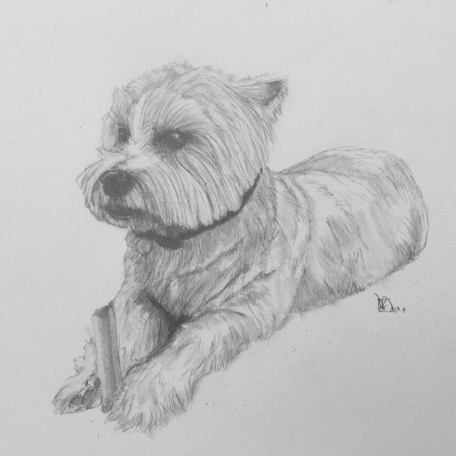 894x894 Westie Sketch By Snowballart1 - West Highland Terrier Sketch