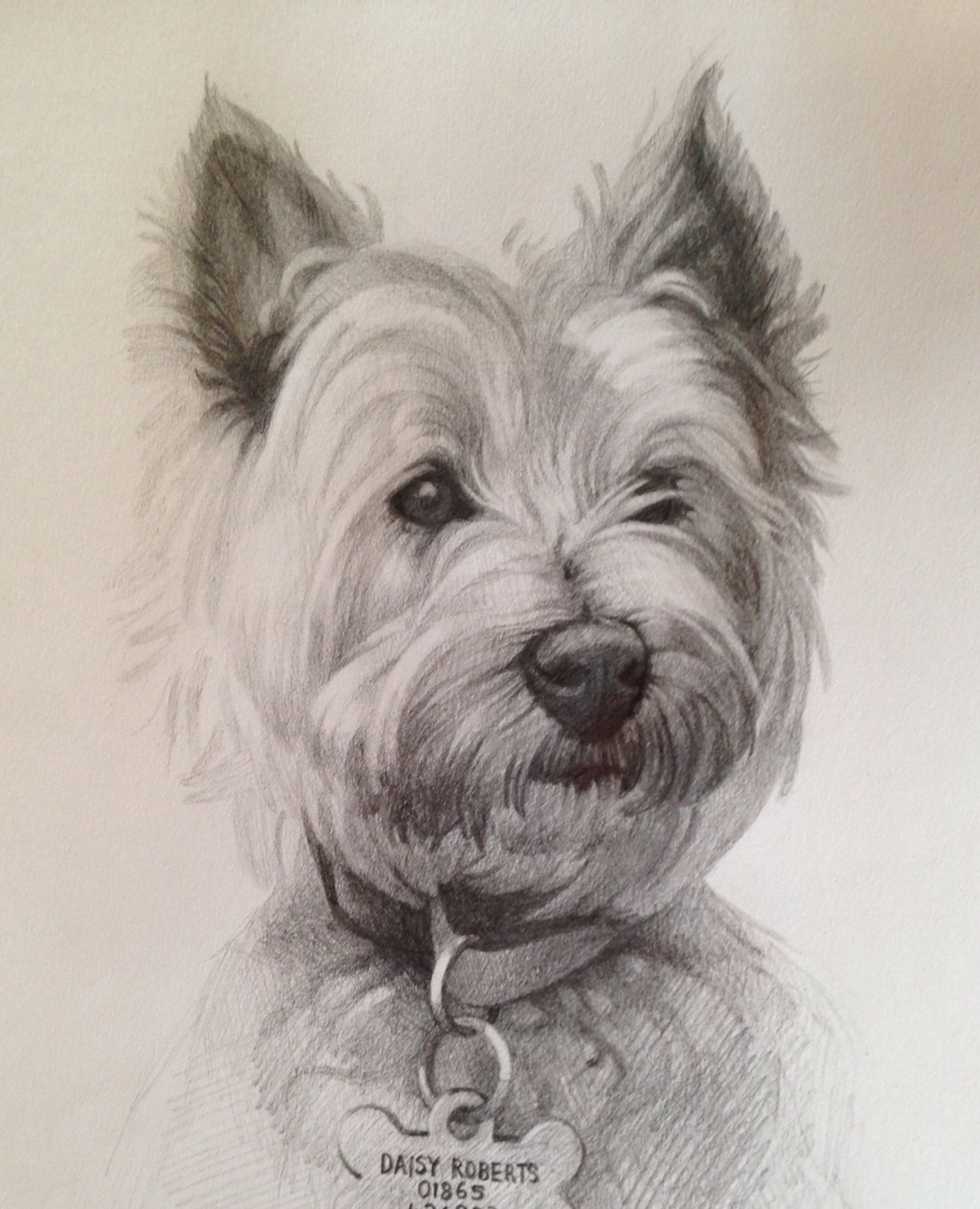 1313x1619 Westie Drawing, West Highland Terrier Sketch, Dog Art Www - West Highland Terrier Sketch