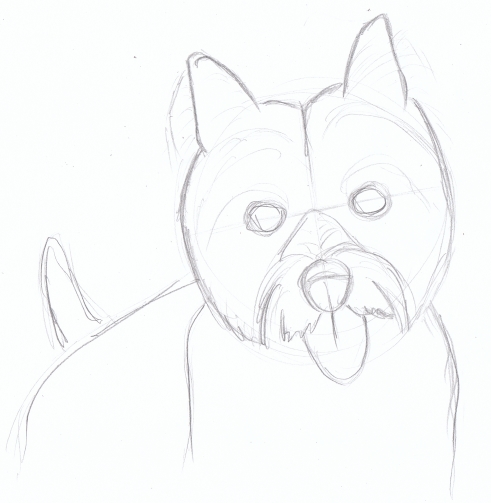 491x503 Wordless Wednesday Pet Portrait Dougie The West Highland White - West Highland Terrier Sketch