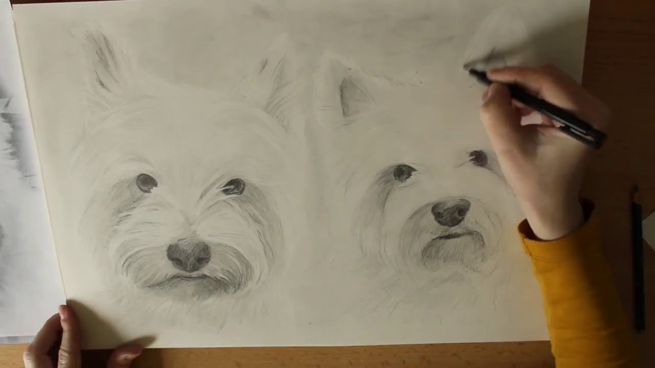 1280x720 To Draw A Dog (West Highland Terrier) Pencil Drawing - West Highland Terrier Sketch
