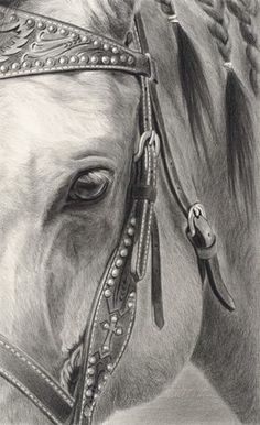 Western Horse Sketch