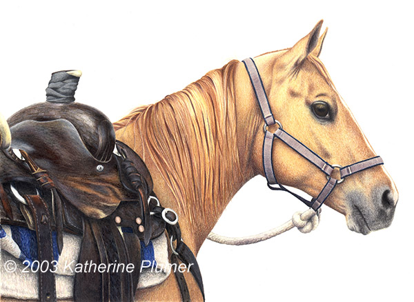 600x438 Katherine Plumer Fine Art Horse Drawings The Saddle Horse - Western Horse Sketch