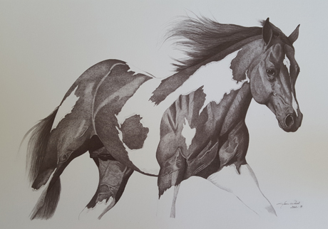 460x322 Mid South Horse Review - Western Horse Sketch