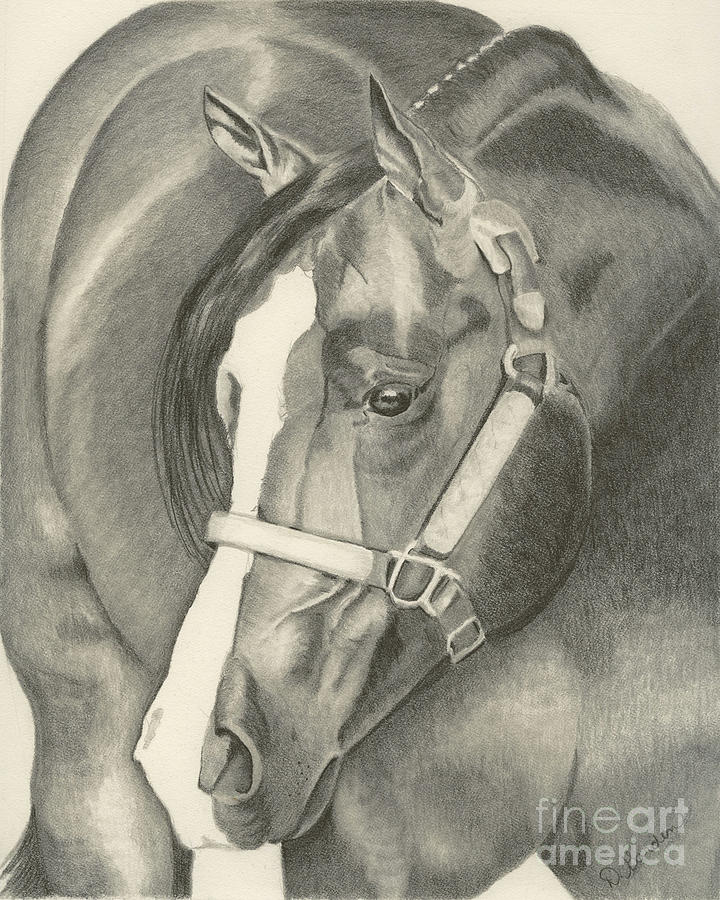 720x900 Pleasure Horse Drawing By Denise Gordon - Western Horse Sketch