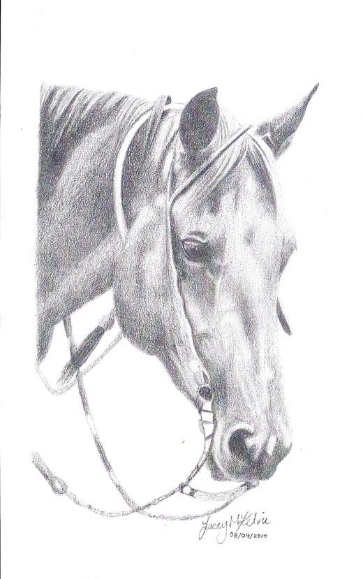 Western Horse Sketch at PaintingValley.com | Explore collection of ...