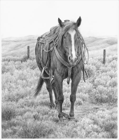 500x591 Western Horse Art Prints Take Five Pencil, 17 X 14 Pencil - Western Horse Sketch