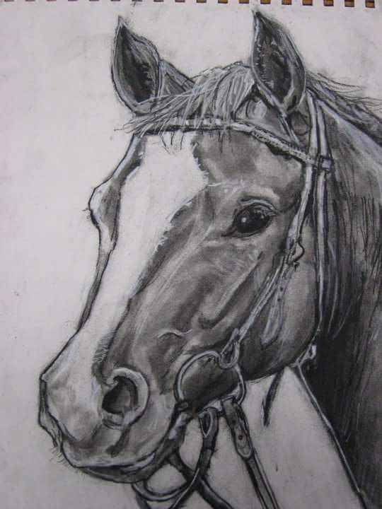540x720 Western Horse Charcoal Drawing, 2010. - Western Horse Sketch