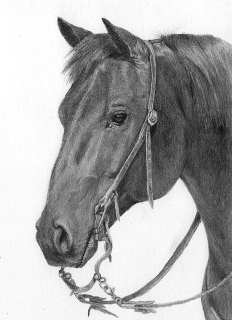 Western Horse Sketch at PaintingValley.com | Explore collection of ...