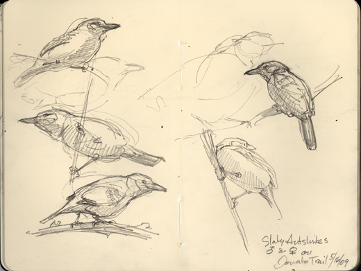 520x391 Panama Jungle Sketches - Western Sketches