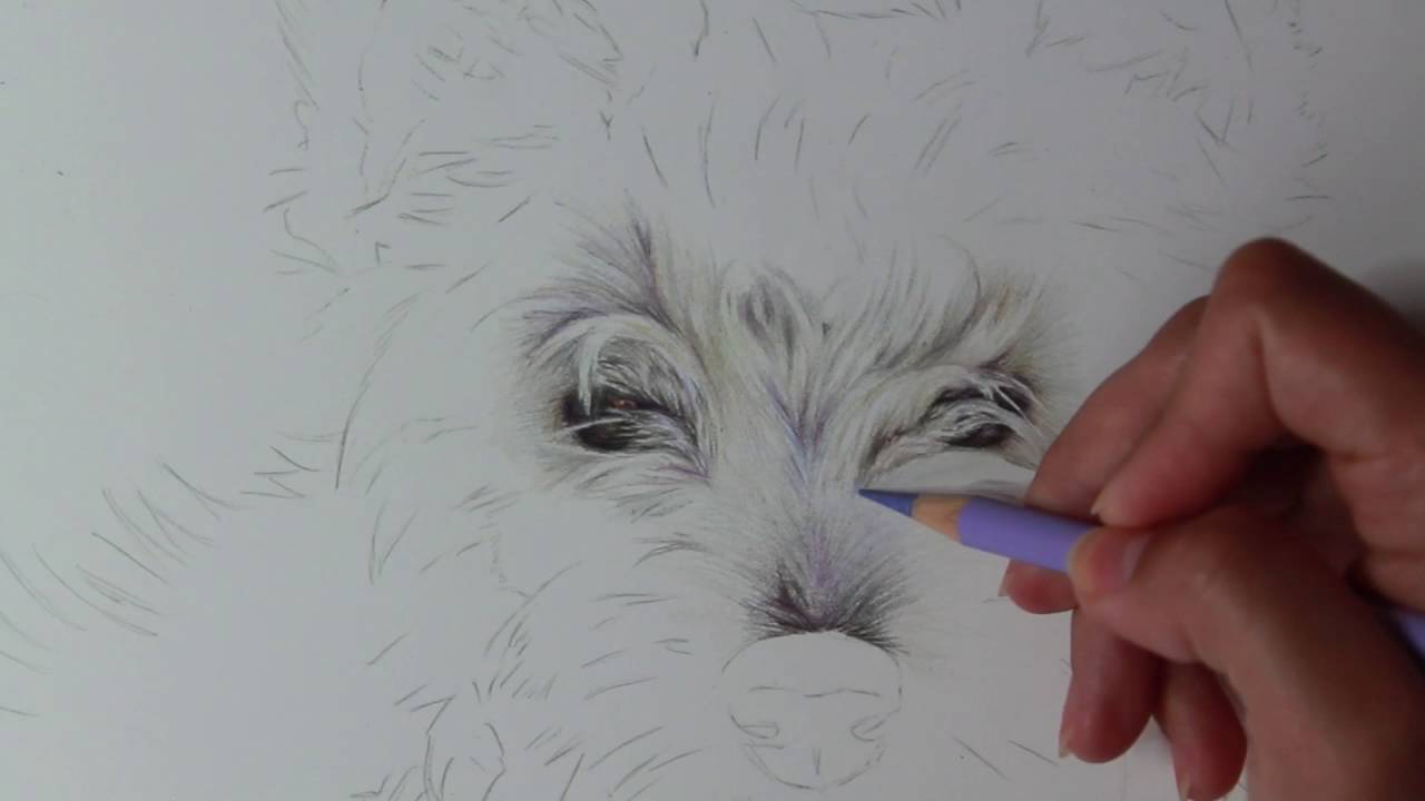 1280x720 Tutorial - Westie Sketch