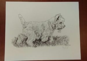 300x209 West Highland Terrier Westie Pencil Drawing Print Signed Lyn St - Westie Sketch