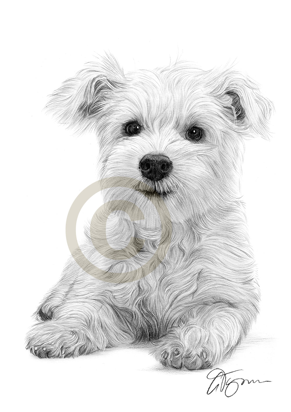 Westie Sketch at PaintingValley.com | Explore collection of Westie Sketch