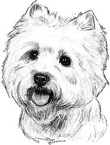 227x300 1604 Best Westies And Bischons Images In 2018 - Westie Sketch