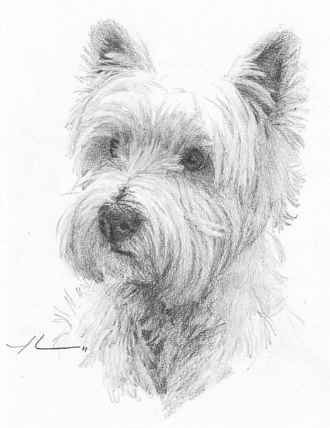 464x600 Westie Dog Drawing By Mike Theuer, A Professional Portrait Artist - Westie Sketch