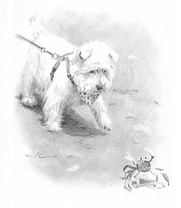 262x300 Westie On Beach Pencil Portrait Drawing By Mike Theuer - Westie Sketch