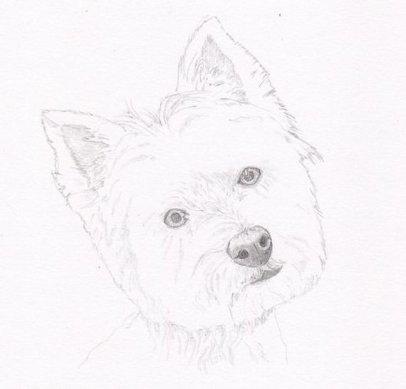 570x546 Westie Signed Personalized Original Pencil Drawing Double Etsy - Westie Sketch