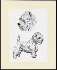 183x225 Westie West Highland White Terrier Lovely Dog Print Ready To Frame - Westie Sketch