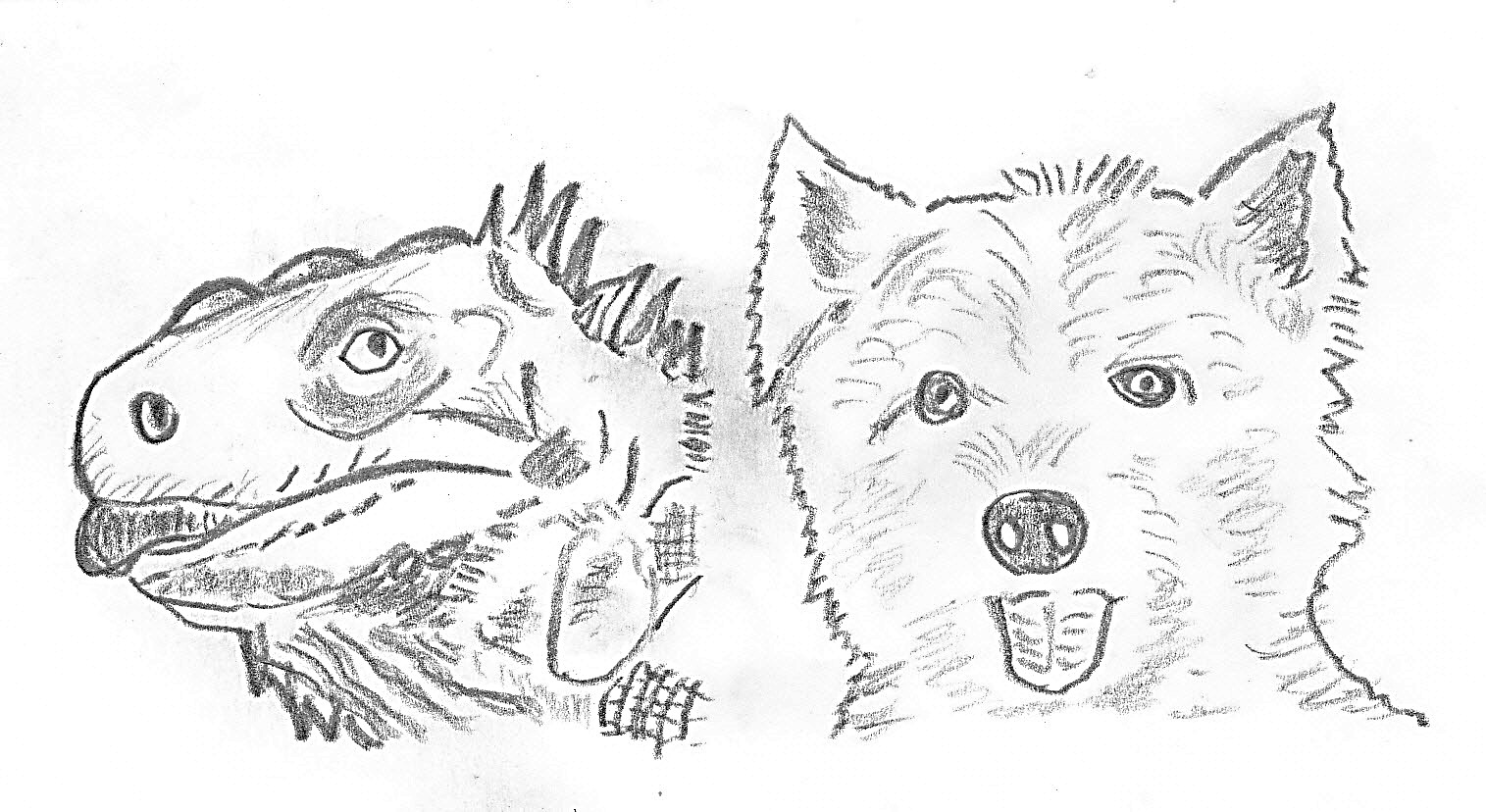 1515x828 Charles Darwin And The West Highland Terrier - Westie Sketch