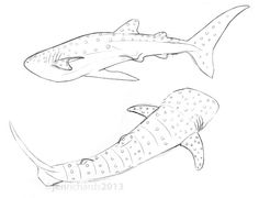 236x180 15 Best Whale Shark Tattoo Images In 2018 Shark - Whale Shark Sketch