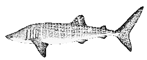 300x122 Digital Fish Library - Whale Shark Sketch