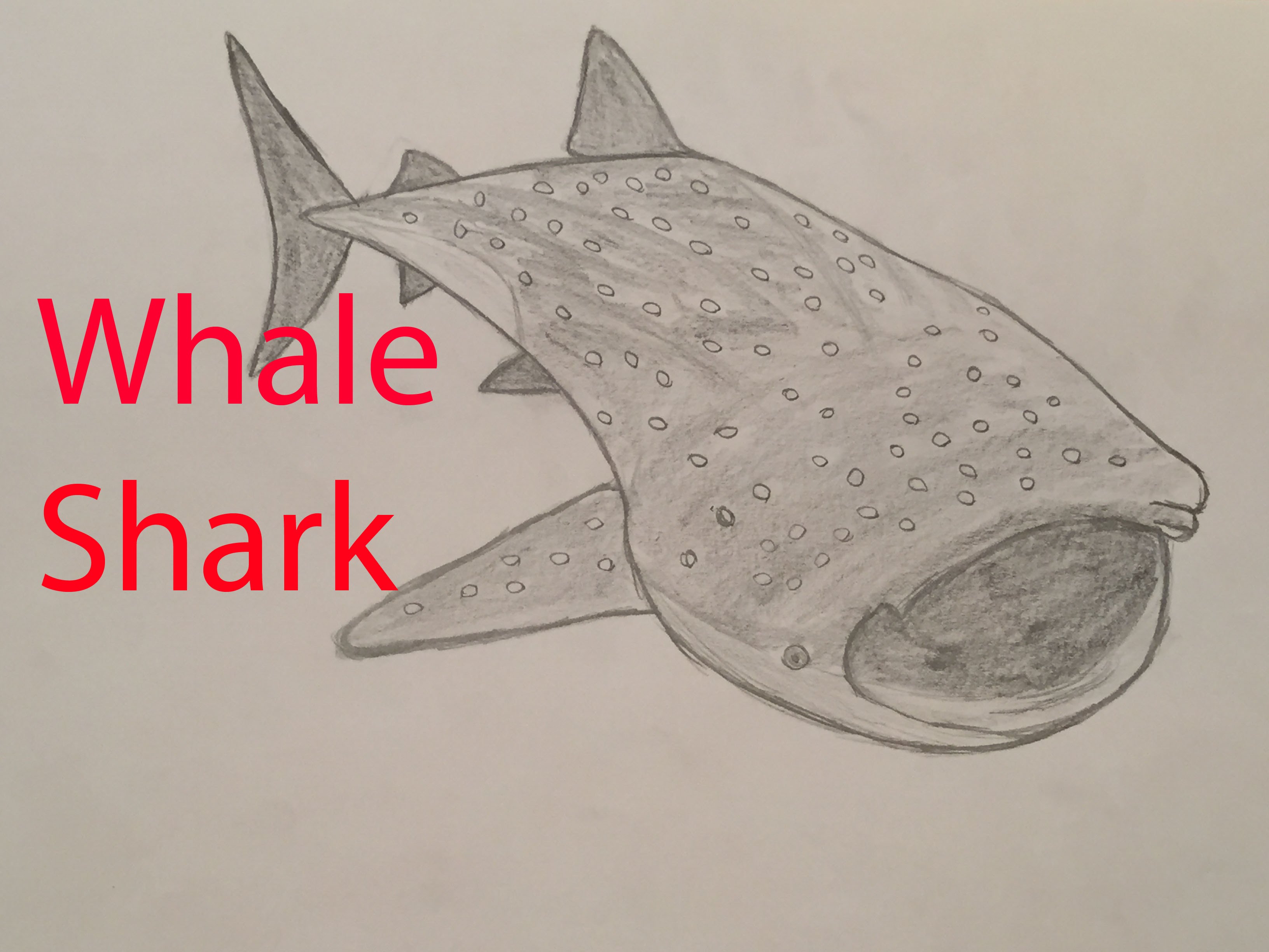 Whale Shark Sketch at PaintingValley.com | Explore collection of Whale ...