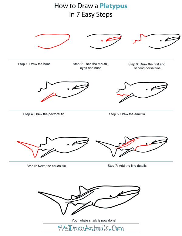 600x776 How To Draw A Whale Shark - Whale Shark Sketch