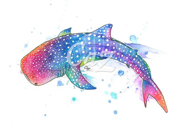 626x443 Rainbow Whale Shark Watercolor Painting By - Whale Shark Sketch