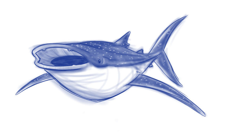 800x467 Whale Shark By Sibsy - Whale Shark Sketch