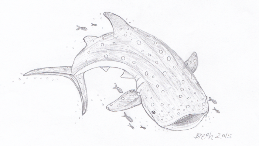 853x480 Whale Shark Largest Fish In The Sea Art By Breah - Whale Shark Sketch