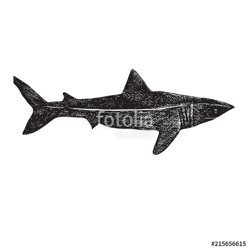 500x500 Whale Shark, Hand Drawn Doodle, Sketch, Vector Outline - Whale Shark Sketch