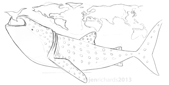 650x327 3rd International Whale Shark Conference Jen Richards - Whale Shark Sketch