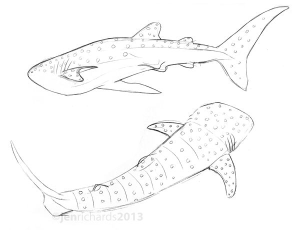 600x460 Whale Shark Tattoo Ideas Shark Tattoos, Whale - Whale Shark Sketch