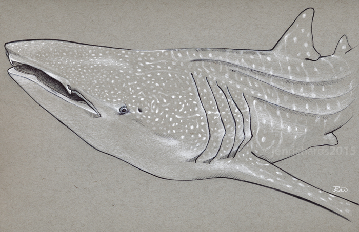700x453 Whale Sharks Jen Richards - Whale Shark Sketch