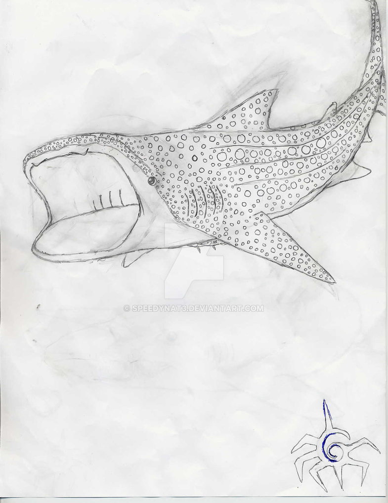 Эскизы китовой акулы