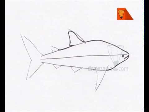 480x360 Animal Drawing Basic 60 How To Draw Whale Shark - Whale Shark Sketch