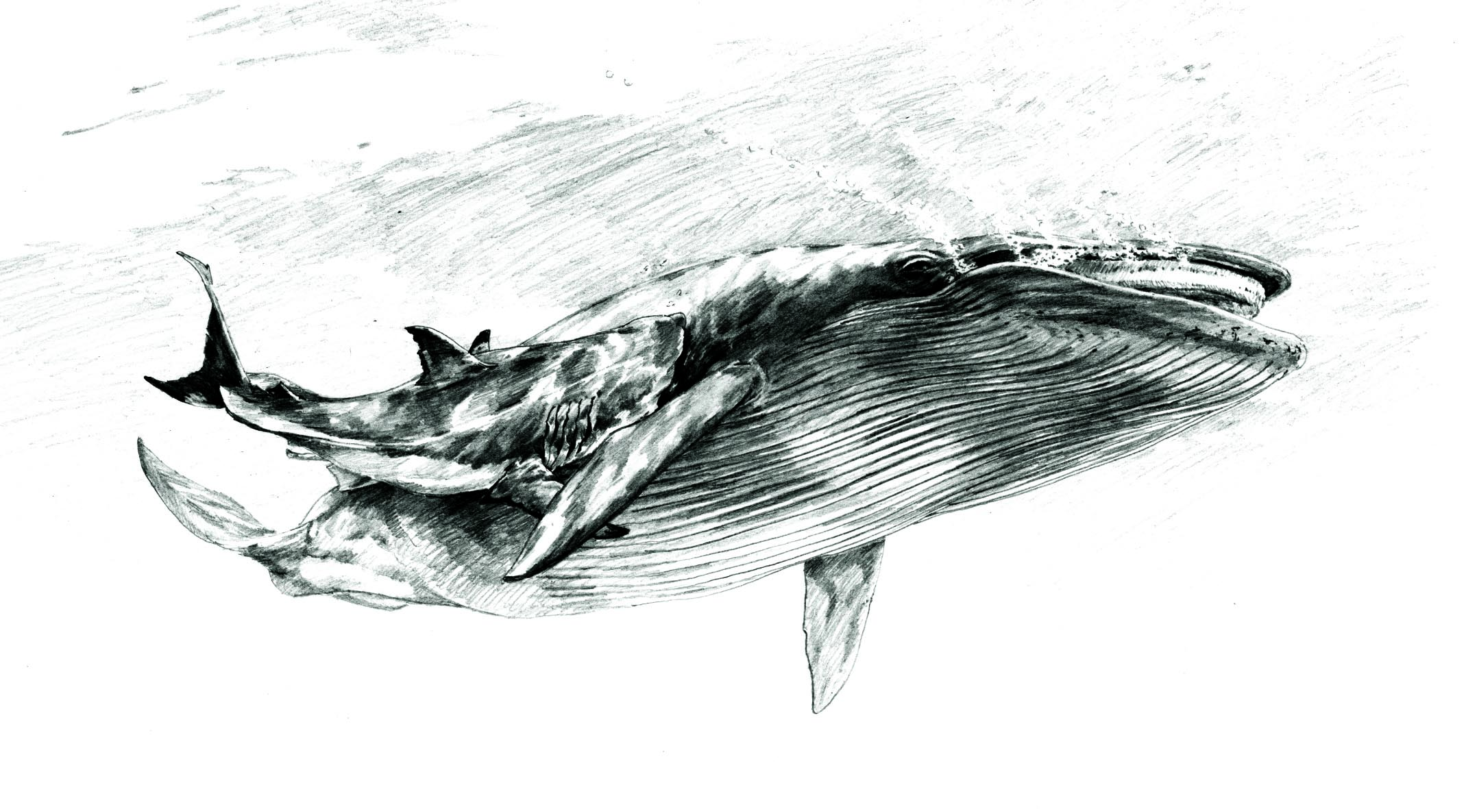 2139x1181 Details Of Ancient Shark Attack Preserved In Fossil Whale Bone - Whale Shark Sketch