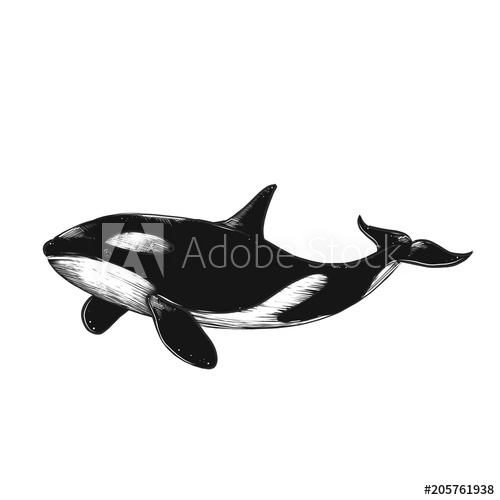 500x500 Hand Drawn Vector Killer Whale. Sketch Engraving Illustration - Whale Sketch
