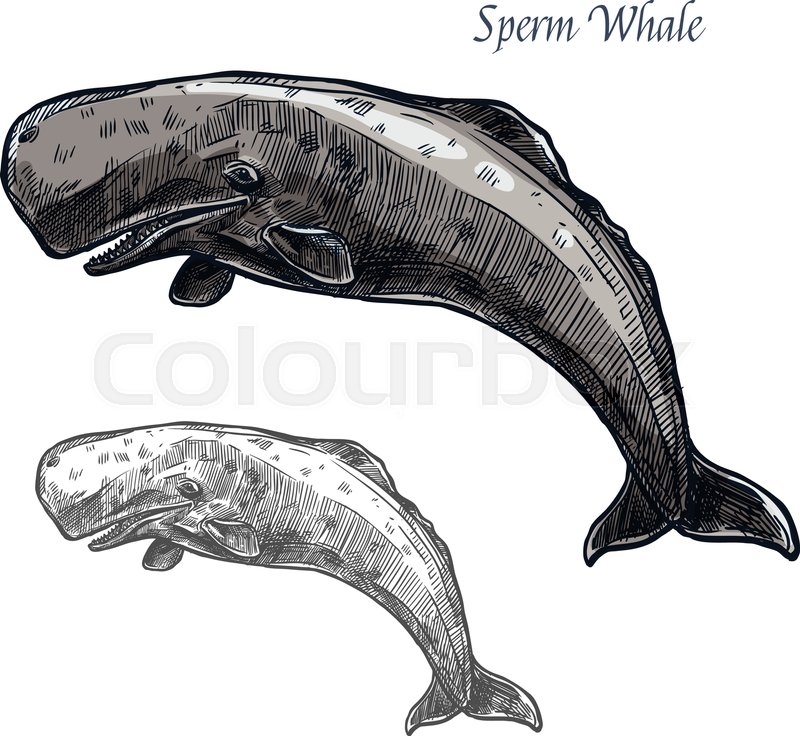 800x736 Sperm Whale Sketch Vector Icon. Sea Or Ocean Marine Mammal Animal - Whale Sketch