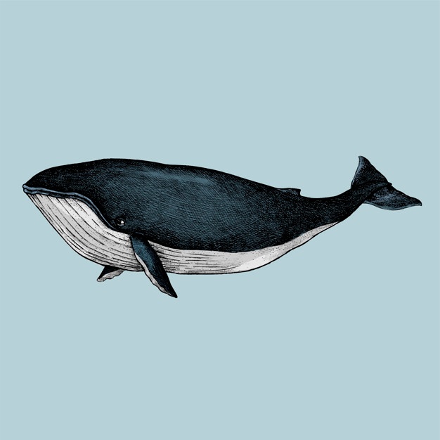 626x626 Whale Vectors, Photos And Psd Files Free Download - Whale Sketch