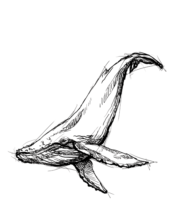 600x753 Humpback Whale On Behance Tattoos Humpback Whale - Whale Sketch