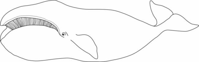 650x204 Filesketch Of A Whale.jpg - Whale Sketch