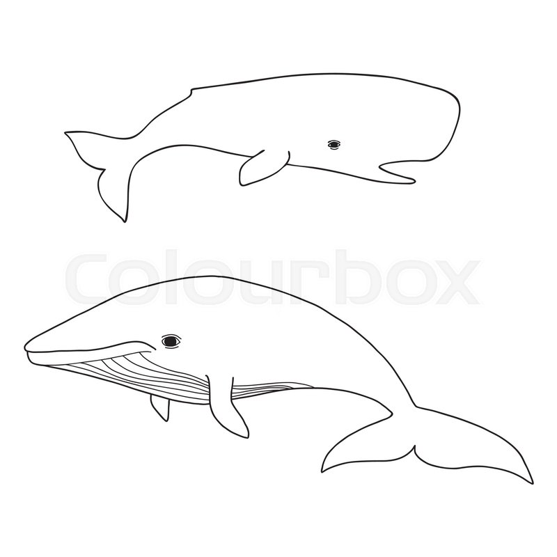 800x800 Cartoon Vector Sea Whale And Cachalot. Vector Sketch Doodle Line - Whale Sketch Cartoon