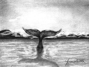 300x228 Whale Tail Drawings Fine Art America - Whale Tail Sketch