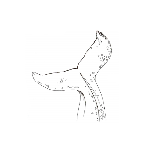 500x500 Hand Drawn Illustration Kim Pflaum Creative - Whale Tail Sketch