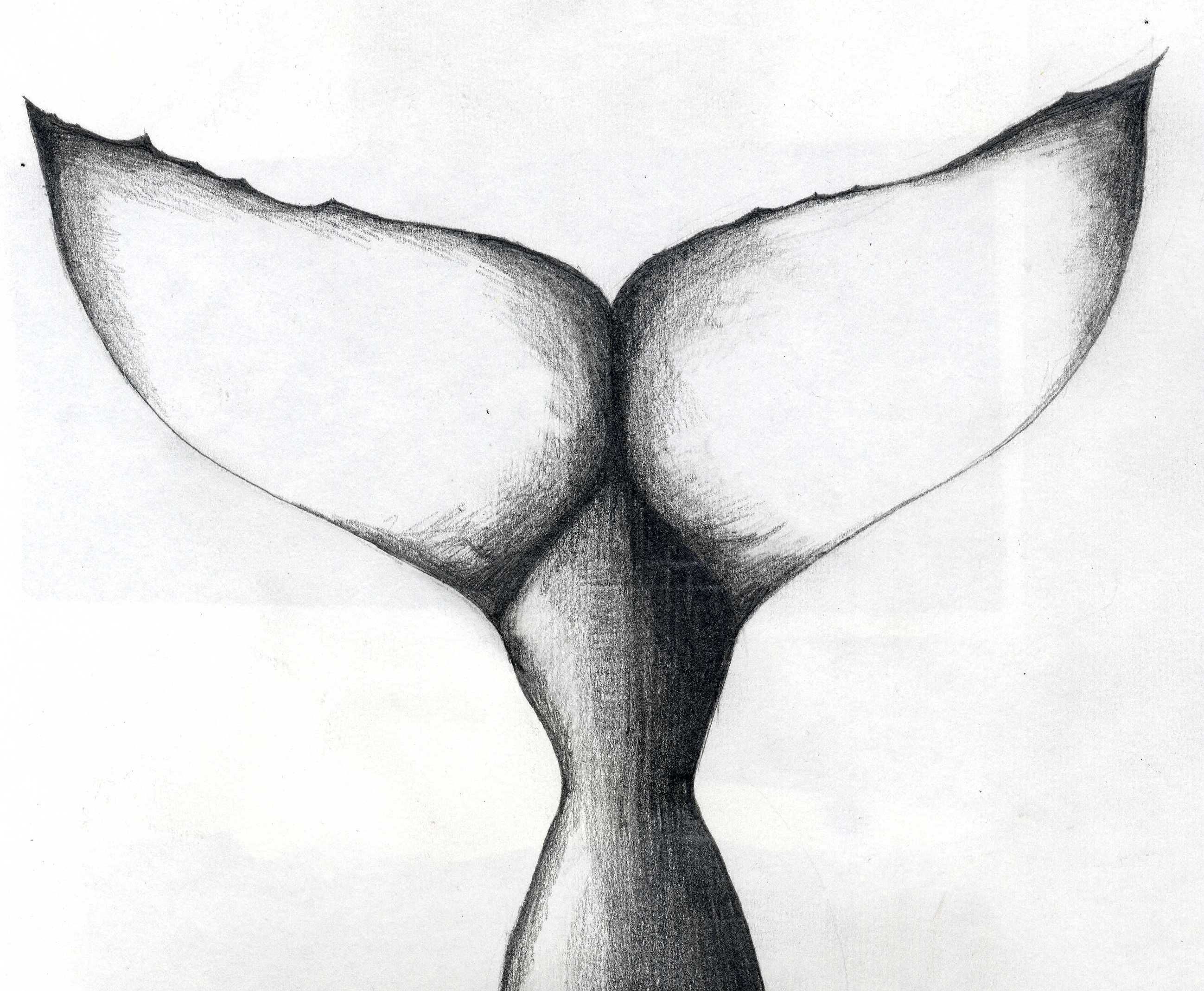 2597x2139 Whale Tail Pencil Drawing Quick Drawings Drawings - Whale Tail Sketch