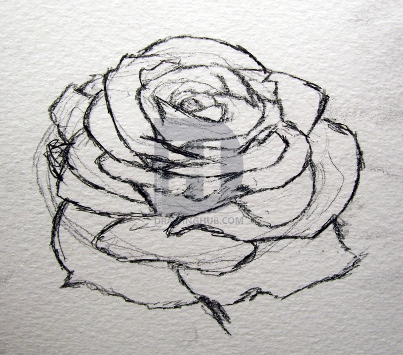 816x720 How To Sketch A Rose, Step By Step, Drawing Guide, By Finalprodigy - What Should I Sketch
