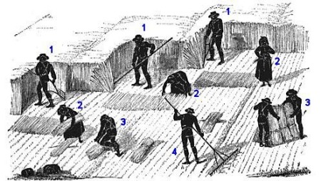 450x254 How Did Your Farming Ancestors Harvest A Wheat Field - Wheat Field Sketch