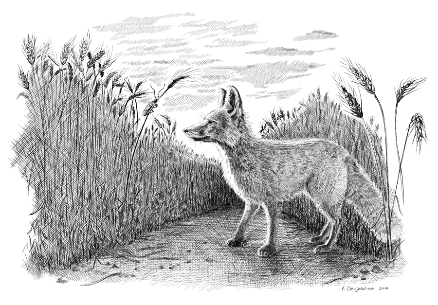 900x627 Light And Shade Pen And Ink - Wheat Field Sketch