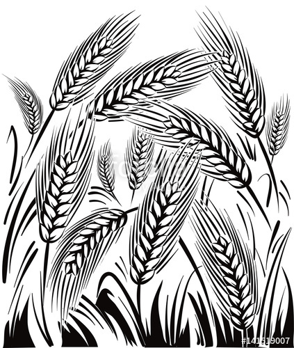 423x500 Wheat Field, Under A Sun. Stock Image And Royalty Free Vector - Wheat Field Sketch