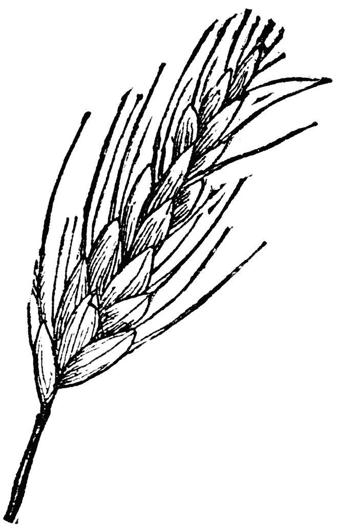 660x1024 Grains Clipart Wheat ~ Frames ~ Illustrations ~ Hd Images ~ Photo - Wheat Plant Sketch